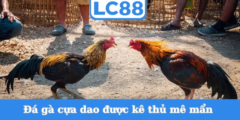 da-ga-cua-dao-duoc-ke-thu-me-man