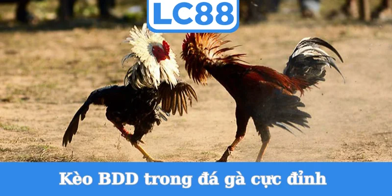 keo-bdd-trong-da-ga-cuc-dinh