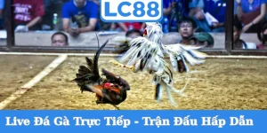 live-da-ga-truc-tiep