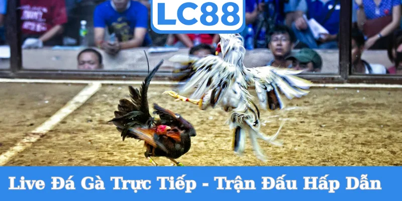 live-da-ga-truc-tiep